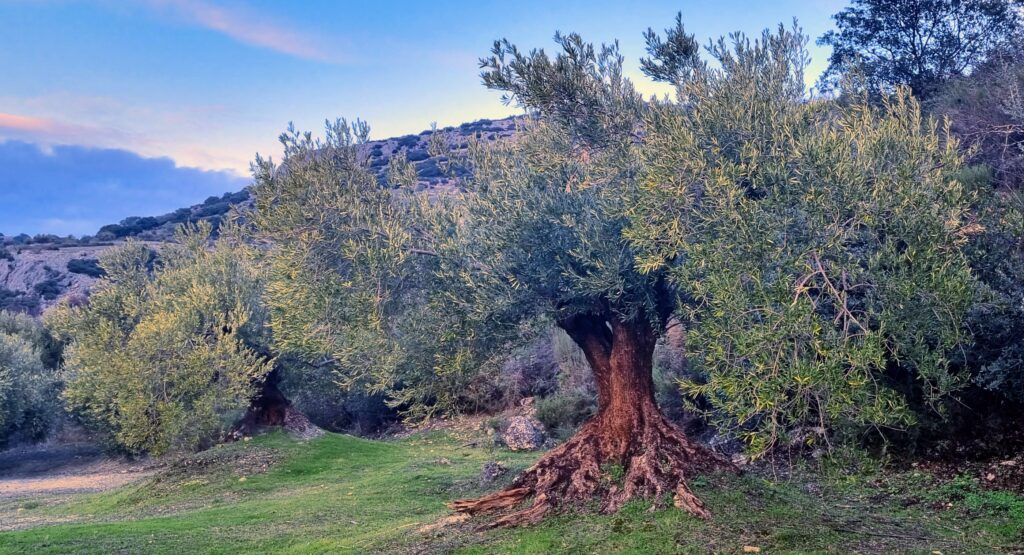 Traditional Andalusia houses renovated for sale in Cordoba - Situated in one of the world's premier olive oil-producing regions, with views to the "mar de olivos" - the sea of olive trees - Zuheros is surrounded by olive groves yielding high-quality extra virgin olive oil, particularly from the Hojiblanca variety.
Zuheros is home to Los Balanchares Zuheros, an award-winning artisanal cheese maker renowned for high-quality goat cheeses, celebrated for their traditional craftsmanship. Every third weekend of September, they sponsor the Zuheros Fiesta del Queso, attracting over 15,000 visitors.
The Montilla-Moriles wine region complements this with its distinctive fortified wines, offering a unique tasting experience for wine lovers. - To highlight the location of a fully renovated home located in the village of Zuheros, Cordoba, Spain